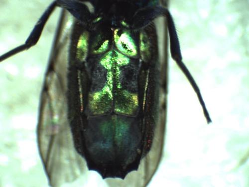 Réf. 296 556 : Chrysis terminata